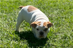 Kaylee - English Bulldog for sale