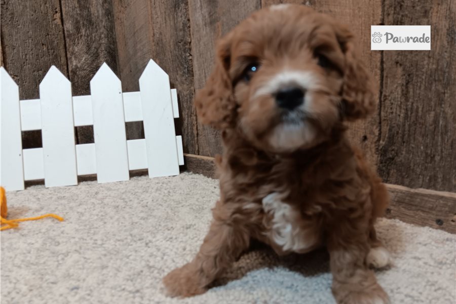 Harry - Cavapoo for sale