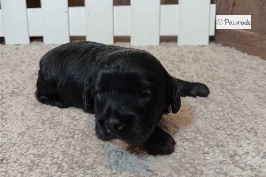 Gertie - Cavapoo for sale