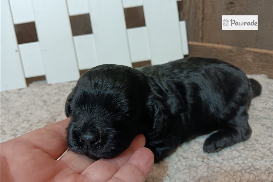 Gracie, female Cavapoo puppy for sale