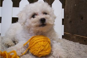 Baxter - Bichon Frise for sale