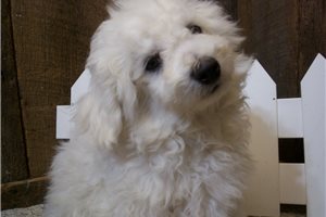 Benjamin - Bichon Frise for sale