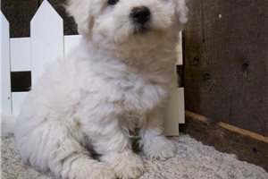 Christian - puppy for sale