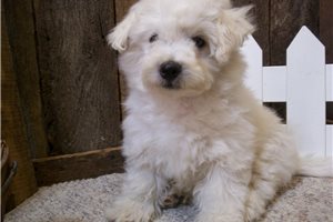 Curtis - Bichon Frise for sale