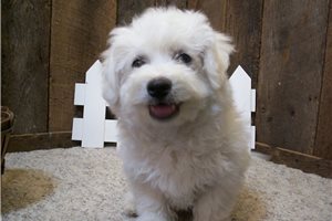 Christian - Bichon Frise for sale