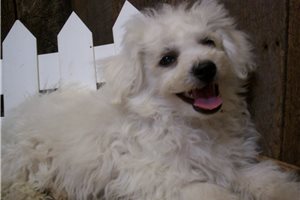 Baxter - Bichon Frise for sale