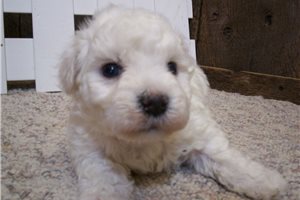 Chase - puppy for sale