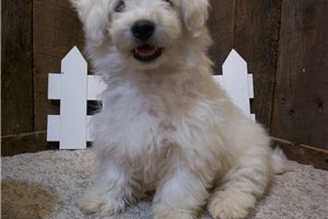 Curtis - Bichon Frise for sale