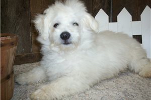 Curtis - Bichon Frise for sale