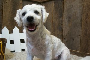 Curtis - Bichon Frise for sale