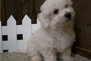 Benjamin - Bichon Frise for sale