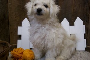 Baxter - Bichon Frise for sale