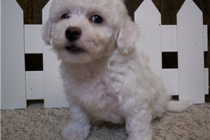 Brady - Bichon Frise for sale