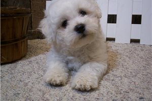 Benjamin - Bichon Frise for sale