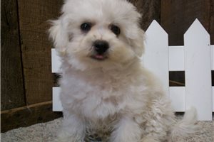 Baxter - Bichon Frise for sale