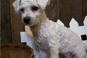 Baxter - Bichon Frise for sale
