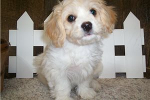 Dominic - puppy for sale