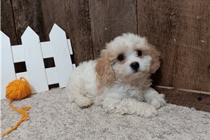 Evander - Cavachon for sale