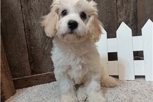 Everett - Cavachon for sale