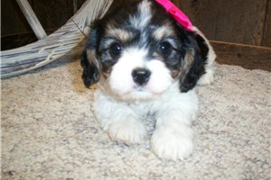 Stacey - Cavachon for sale