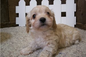 Dylan - Cavachon for sale