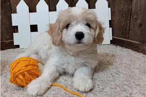Forrest - Cavachon for sale