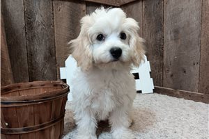 Everett, a Cavachon puppy