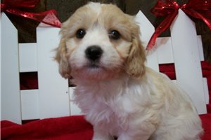 Andy - Cavachon for sale