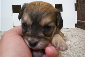 Delilah - Cavachon for sale