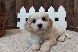 Evan - Cavachon for sale