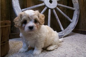 Mamie - puppy for sale