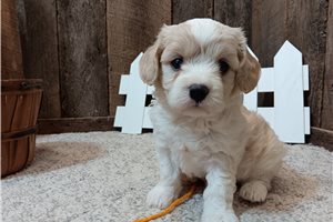 Forrest - Cavachon for sale