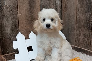 Everett - Cavachon for sale