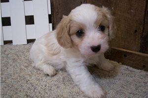 Daniel - Cavachon for sale