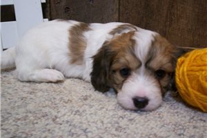 Antonio - Cavachon for sale