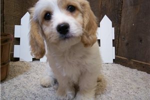Anson - Cavachon for sale