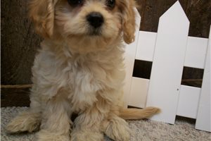Mark - puppy for sale