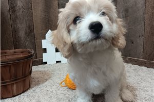 Forrest - Cavachon for sale