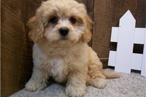 Mandela - puppy for sale