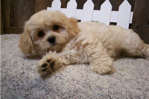 Joan - puppy for sale