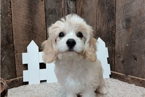 Forrest, a Cavachon puppy