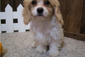 Apache - Cavachon for sale