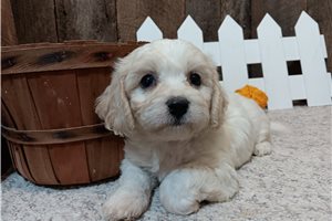 Everett - Cavachon for sale