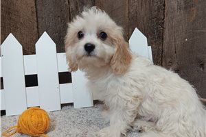 Evander - Cavachon for sale