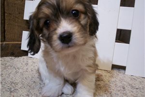 Ansel - Cavachon for sale
