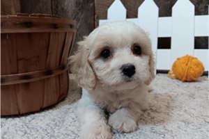 Evander - Cavachon for sale