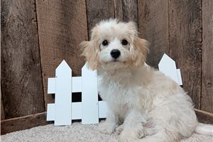 Forrest - Cavachon for sale