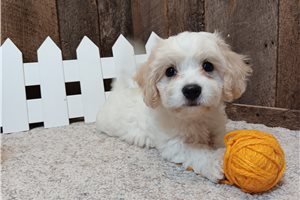 Everett - Cavachon for sale