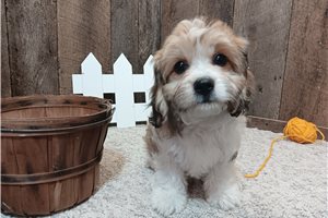Fiona - Cavachon for sale