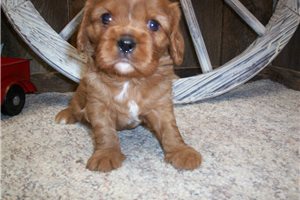 Kanan - puppy for sale